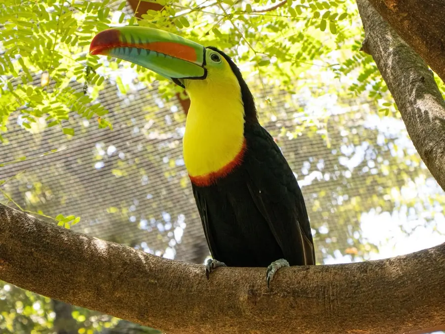 Keel-billed toucan perched on a branch at Diamante Eco Adventure Park