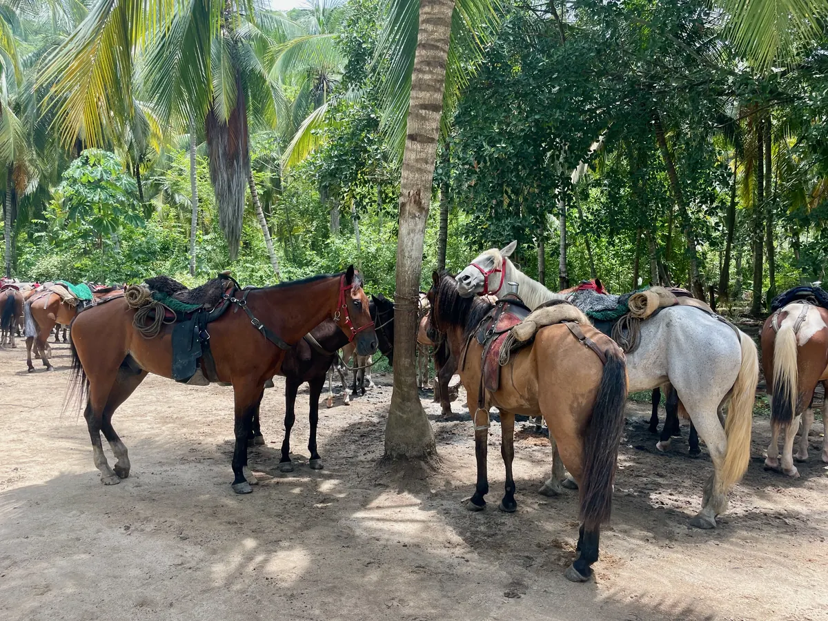 Saddled horses waiting under palm trees for the horseback ride at Cañon de la Vieja