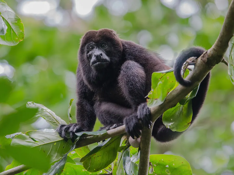 Howler monkey perched in the forest near Congo Trail in Guanacaste, Costa Rica