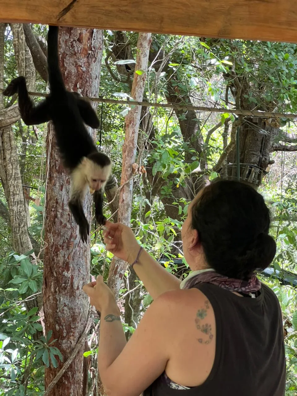 A guest reaching out to a white-faced capuchin monkey in the trees near Playas del Coco, Costa Rica