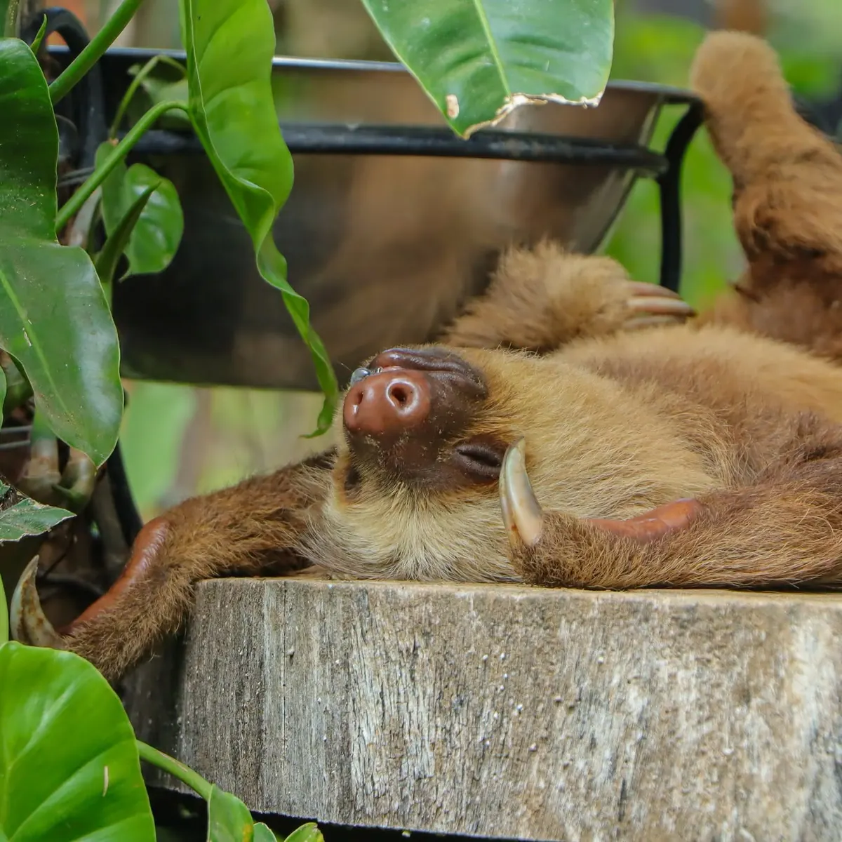Two-toed sloth resting on its back at the Diamante wildlife sanctuary in Guanacaste