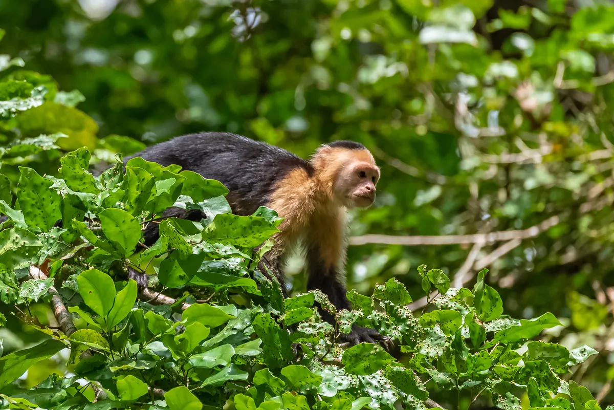 White-faced capuchin monkey in the tropical dry forest of Guanacaste, Costa Rica